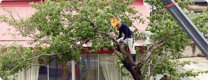植栽撤去